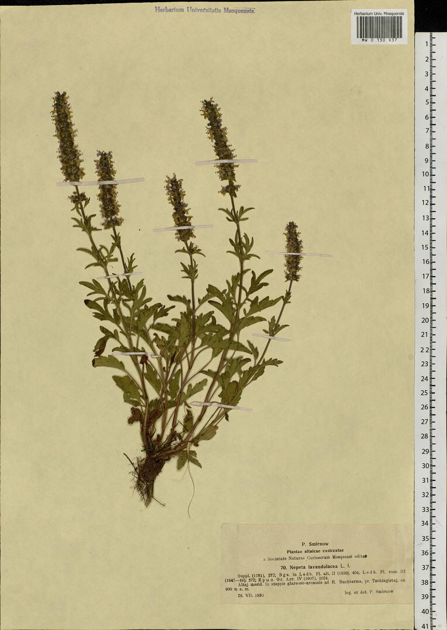 Котовник многорассеченный L., Сибирь, Западный (Казахстанский) Алтай (S2a) (Казахстан)