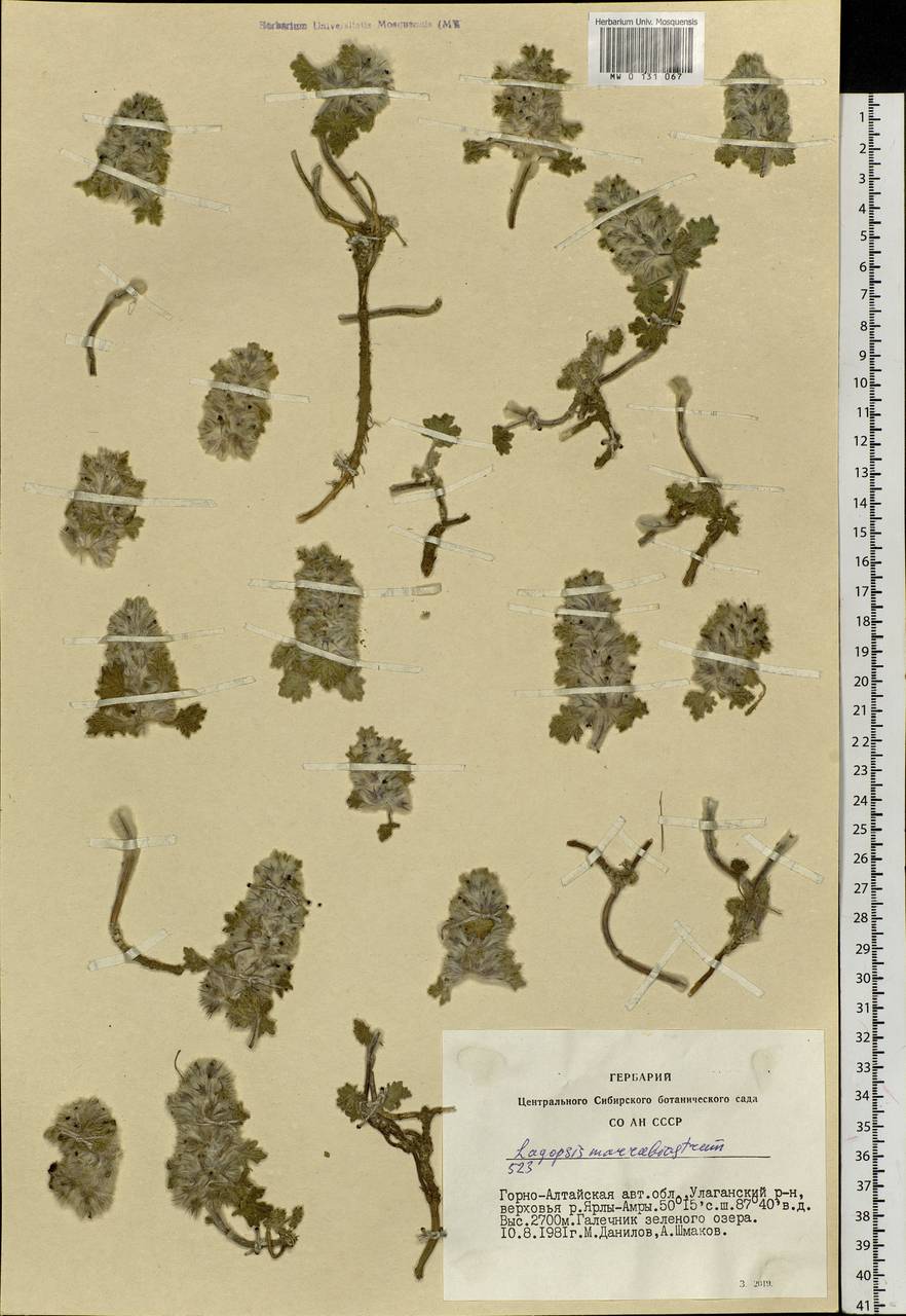 Лагопсис шандровый (Stephan) Ikonn.-Gal., Сибирь, Алтай и Саяны (S2) (Россия)