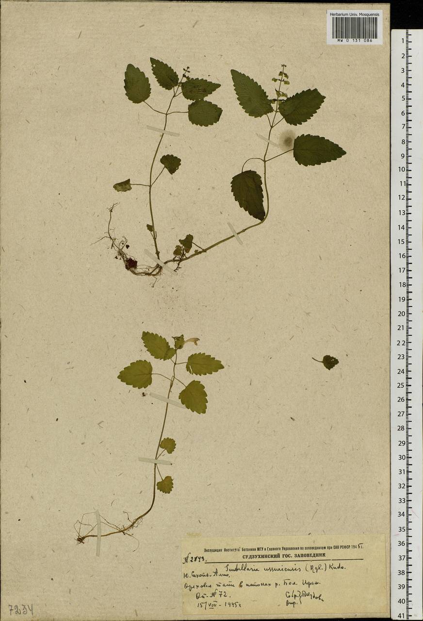 Шлемник уссурийский (Regel) Hand.-Mazz., Сибирь, Дальний Восток (S6) (Россия)