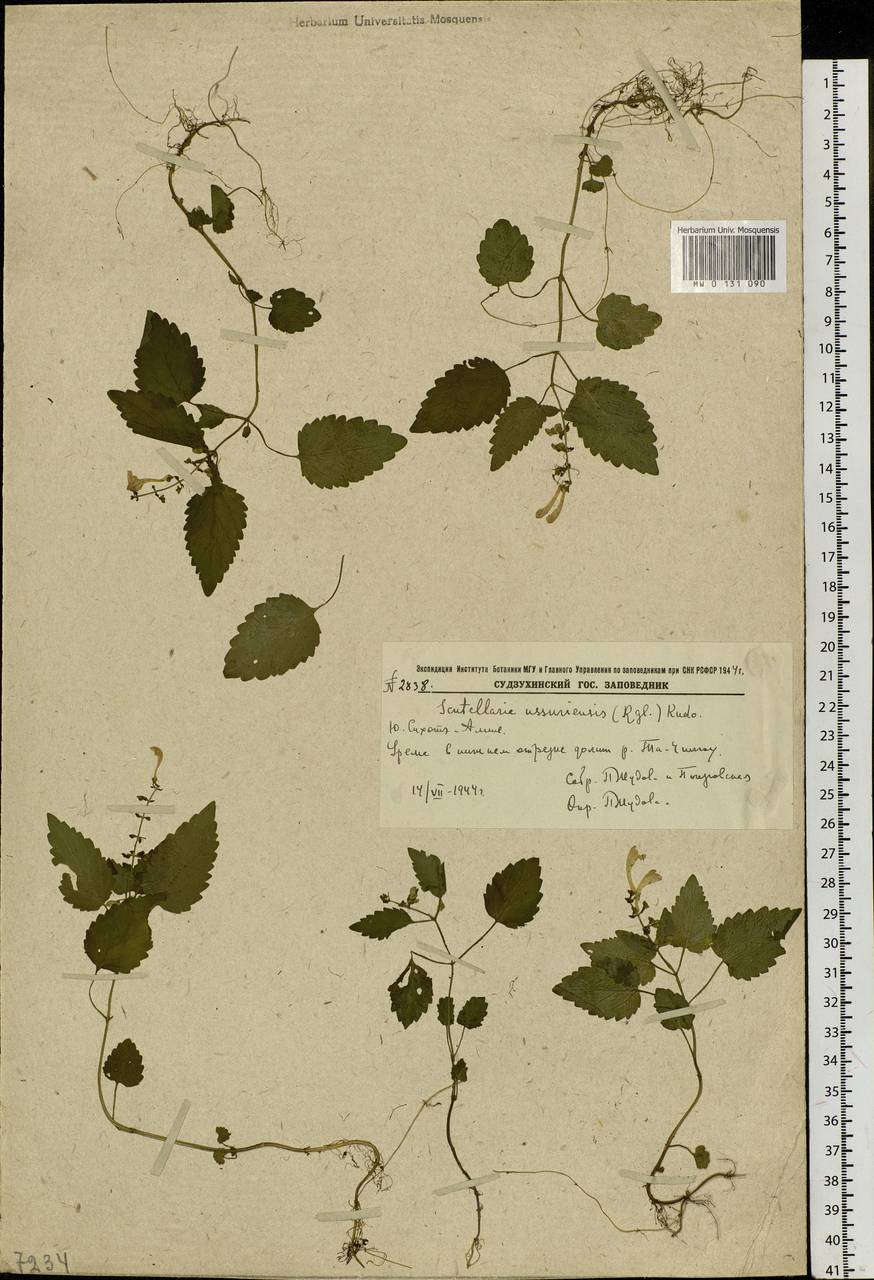 Шлемник уссурийский (Regel) Hand.-Mazz., Сибирь, Дальний Восток (S6) (Россия)