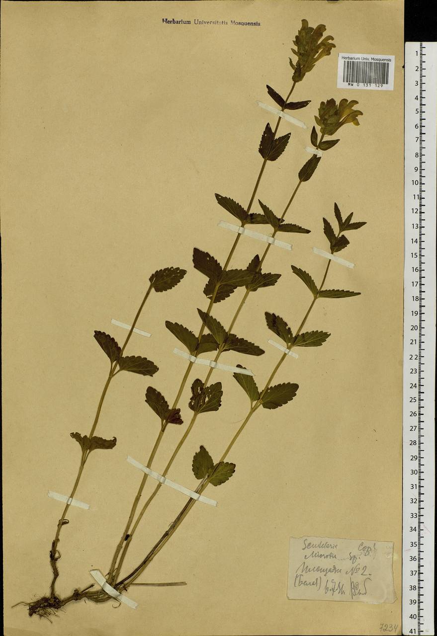 Шлемник приземистый L., Сибирь, Западный (Казахстанский) Алтай (S2a) (Казахстан)