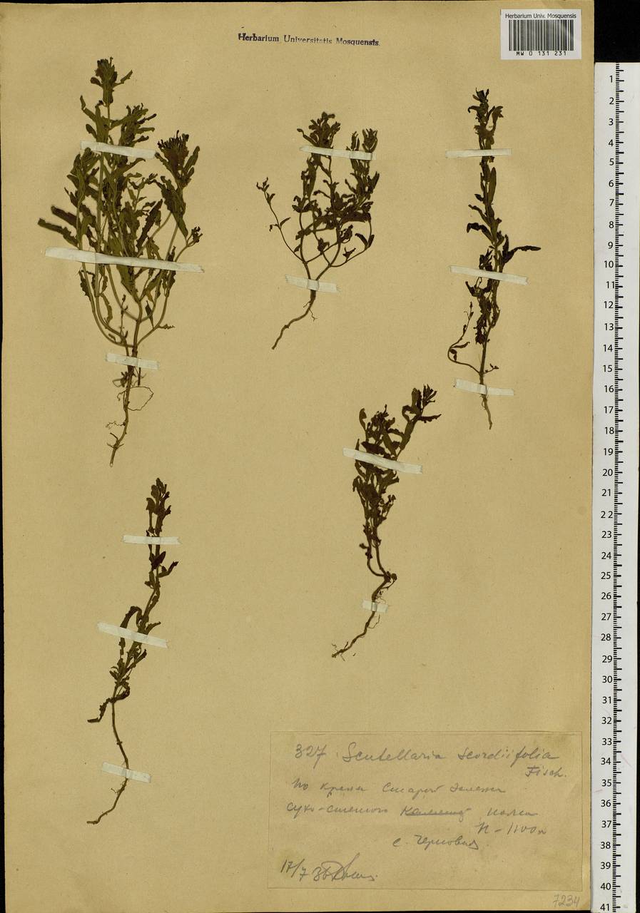 Шлемник скордиелистный Fisch. ex Schrank, Сибирь, Западный (Казахстанский) Алтай (S2a) (Казахстан)