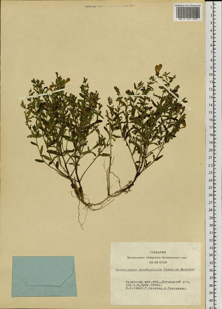 Scutellaria scordifolia Fisch. ex Schrank, Сибирь, Алтай и Саяны (S2) (Россия)