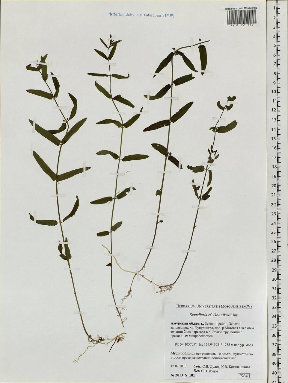 Шлемник Иконникова (Juz.) C.Y.Wu & H.W.Li, Сибирь, Дальний Восток (S6) (Россия)