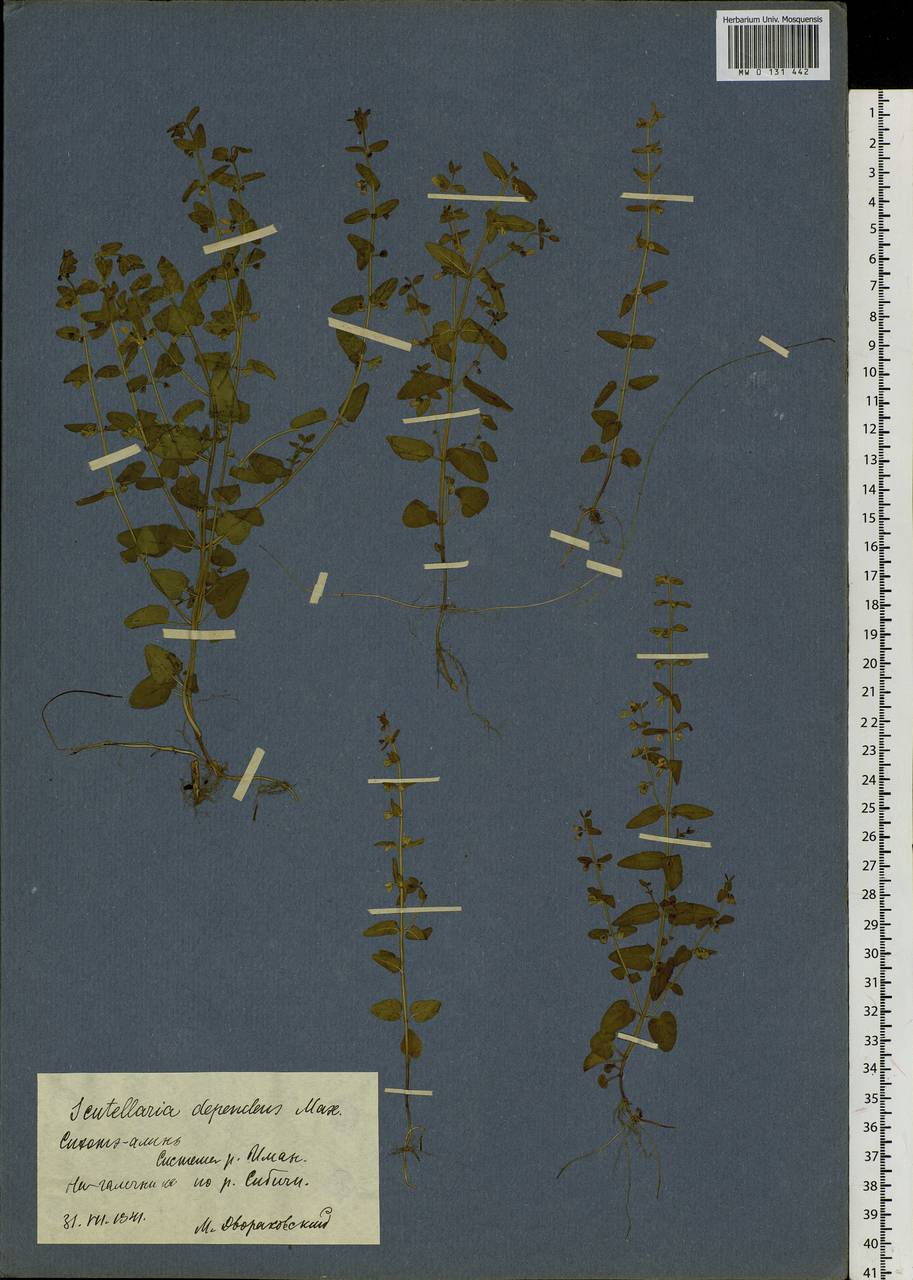 Шлемник повислый Maxim., Сибирь, Дальний Восток (S6) (Россия)