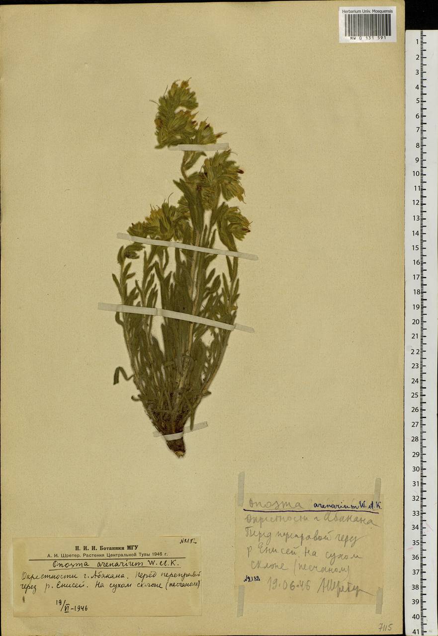 Onosma setosa subsp. transrhymnense (Klokov ex Popov) Kamelin, Сибирь, Алтай и Саяны (S2) (Россия)