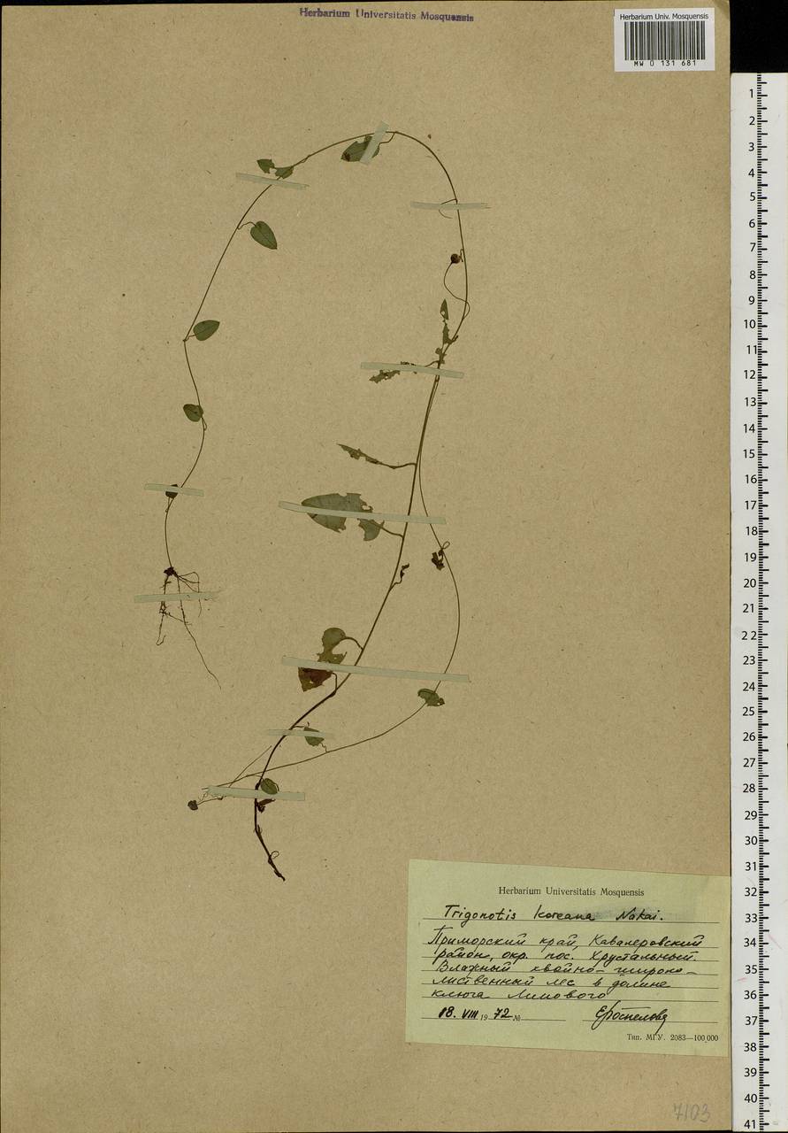 Trigonotis radicans subsp. sericea (Maxim.) Riedl, Сибирь, Дальний Восток (S6) (Россия)