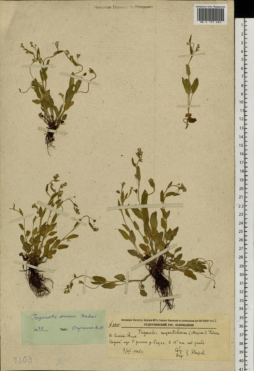 Trigonotis radicans subsp. sericea (Maxim.) Riedl, Сибирь, Дальний Восток (S6) (Россия)