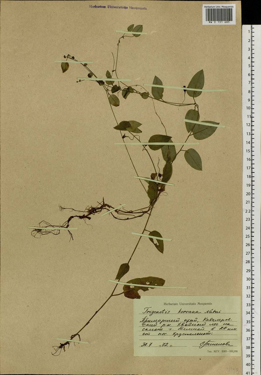 Trigonotis radicans subsp. sericea (Maxim.) Riedl, Сибирь, Дальний Восток (S6) (Россия)