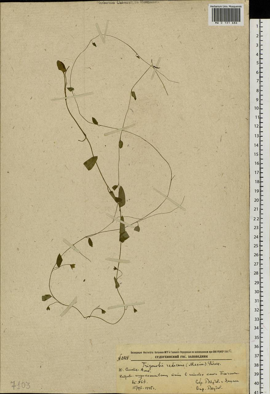 Trigonotis radicans subsp. sericea (Maxim.) Riedl, Сибирь, Дальний Восток (S6) (Россия)