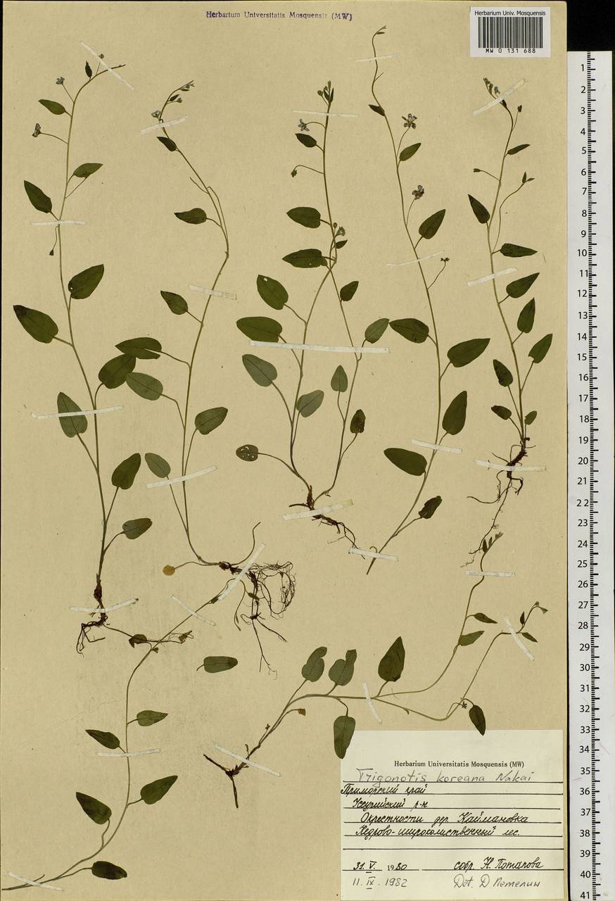 Trigonotis radicans subsp. sericea (Maxim.) Riedl, Сибирь, Дальний Восток (S6) (Россия)