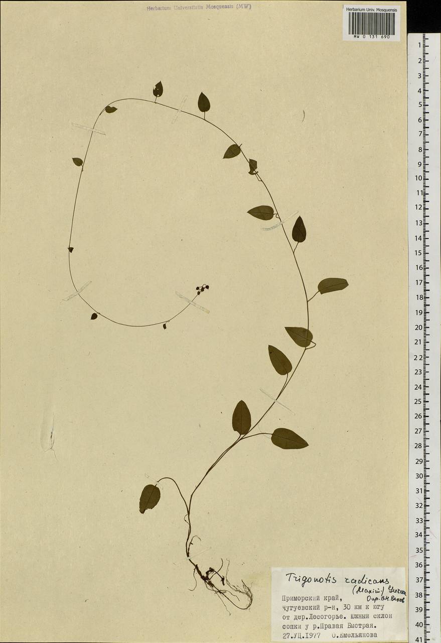 Trigonotis radicans subsp. sericea (Maxim.) Riedl, Сибирь, Дальний Восток (S6) (Россия)