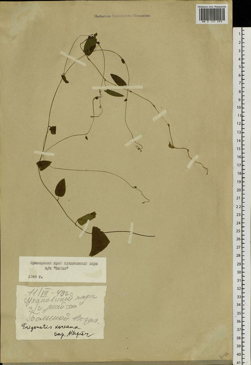 Trigonotis radicans subsp. sericea (Maxim.) Riedl, Сибирь, Дальний Восток (S6) (Россия)