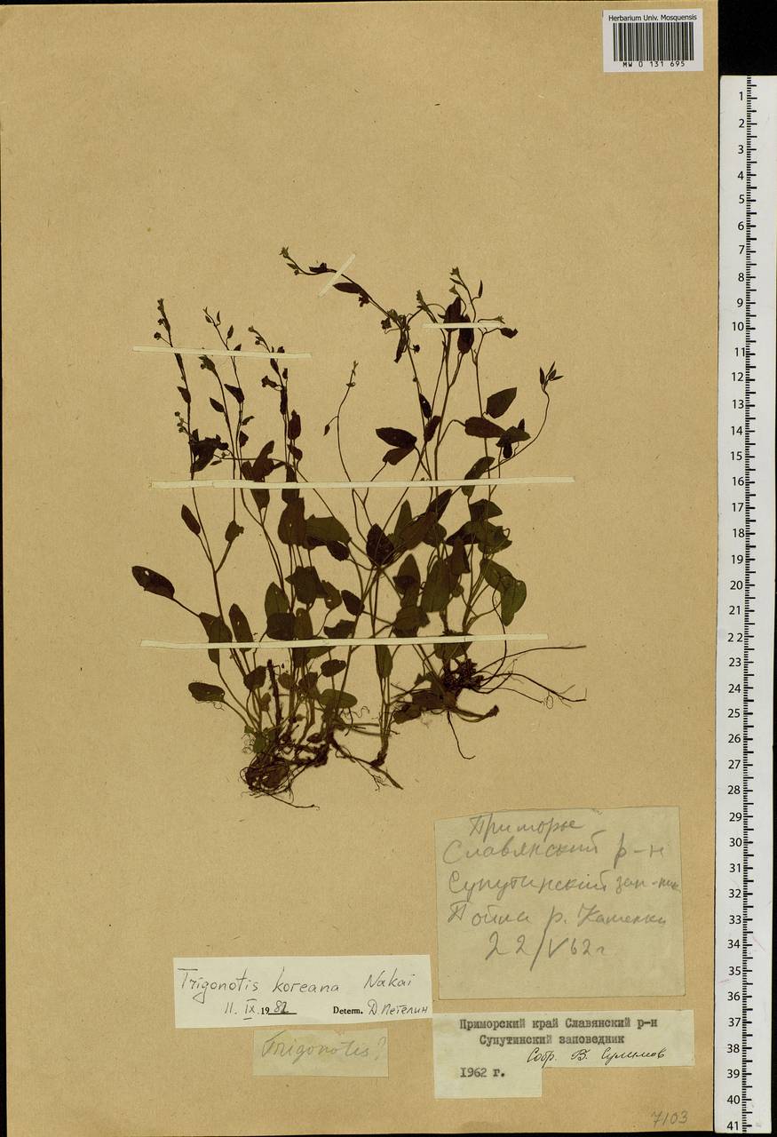 Trigonotis radicans subsp. sericea (Maxim.) Riedl, Сибирь, Дальний Восток (S6) (Россия)