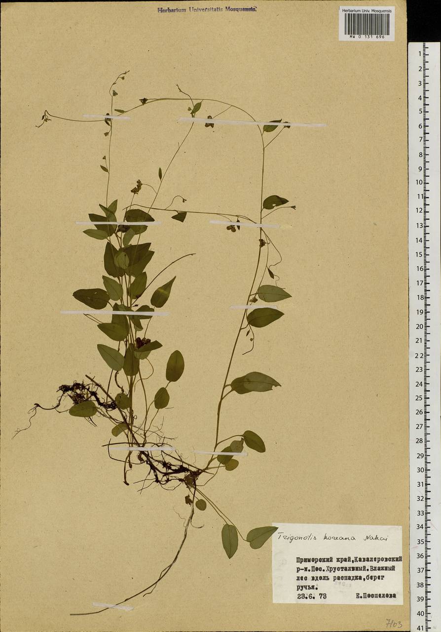 Trigonotis radicans subsp. sericea (Maxim.) Riedl, Сибирь, Дальний Восток (S6) (Россия)