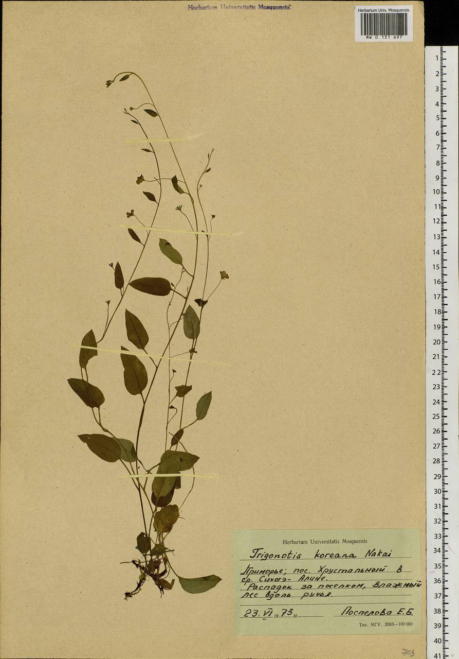 Trigonotis radicans subsp. sericea (Maxim.) Riedl, Сибирь, Дальний Восток (S6) (Россия)