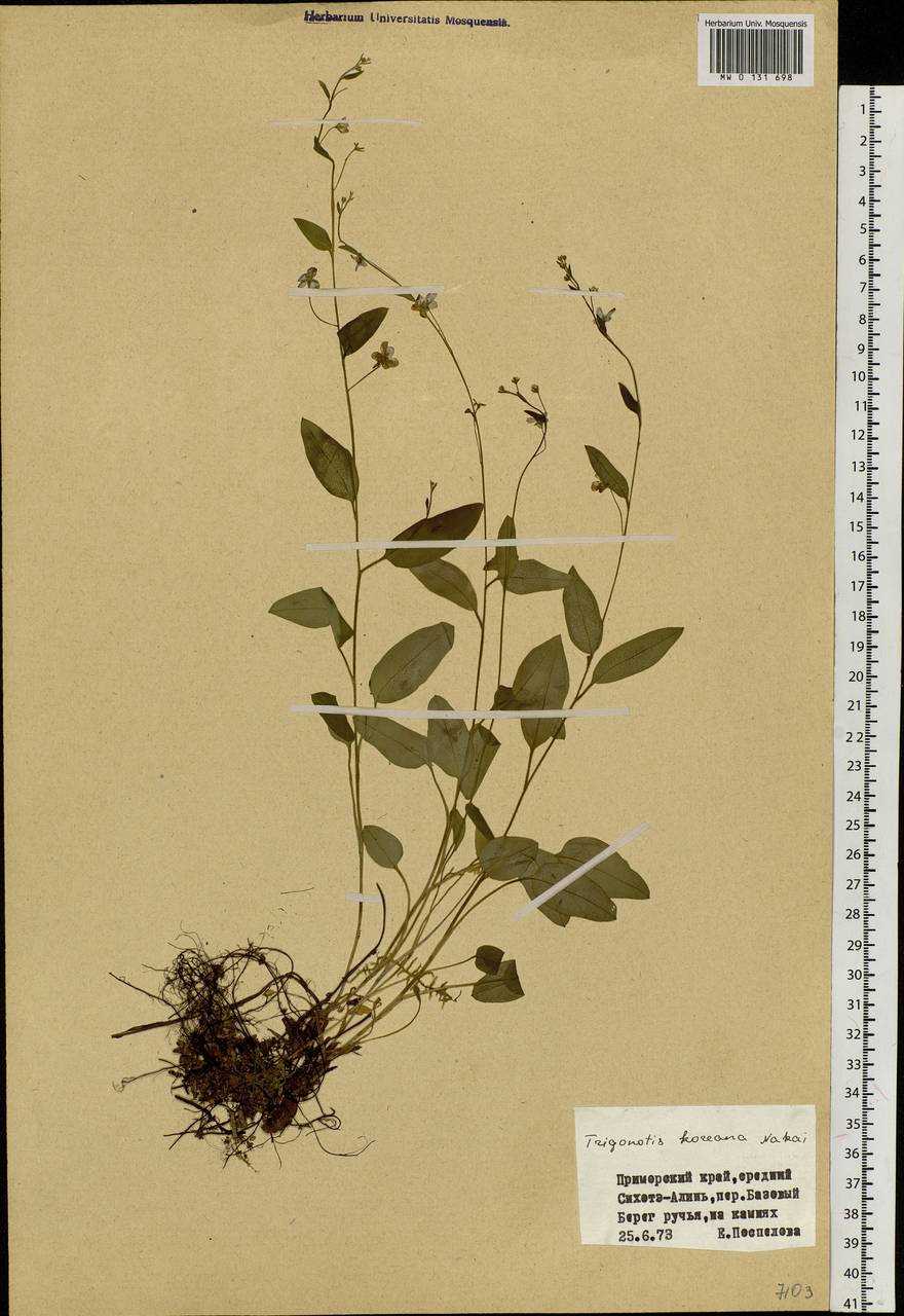 Trigonotis radicans subsp. sericea (Maxim.) Riedl, Сибирь, Дальний Восток (S6) (Россия)