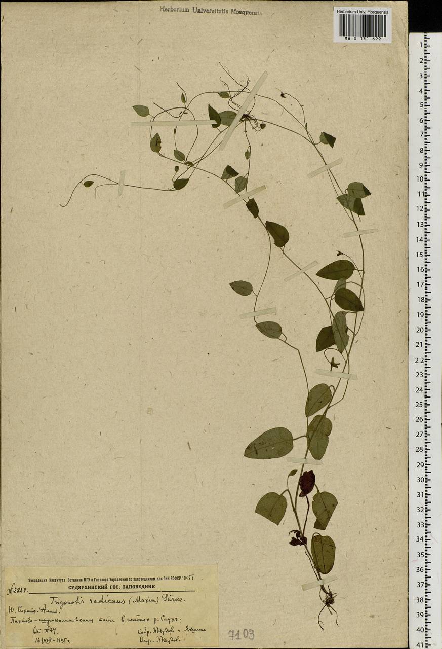 Trigonotis radicans subsp. sericea (Maxim.) Riedl, Сибирь, Дальний Восток (S6) (Россия)