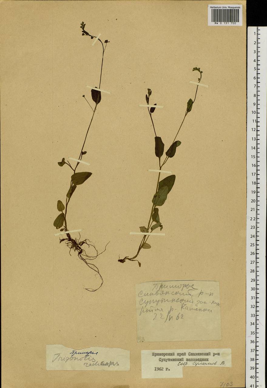 Trigonotis radicans subsp. sericea (Maxim.) Riedl, Сибирь, Дальний Восток (S6) (Россия)