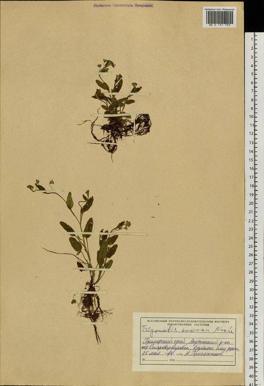 Trigonotis radicans subsp. sericea (Maxim.) Riedl, Сибирь, Дальний Восток (S6) (Россия)