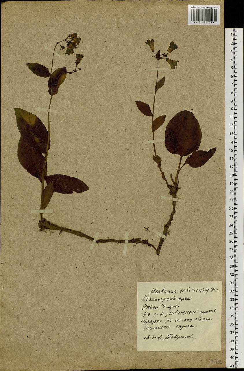 Мертензия сибирская (L.) G. Don, Сибирь, Центральная Сибирь (S3) (Россия)