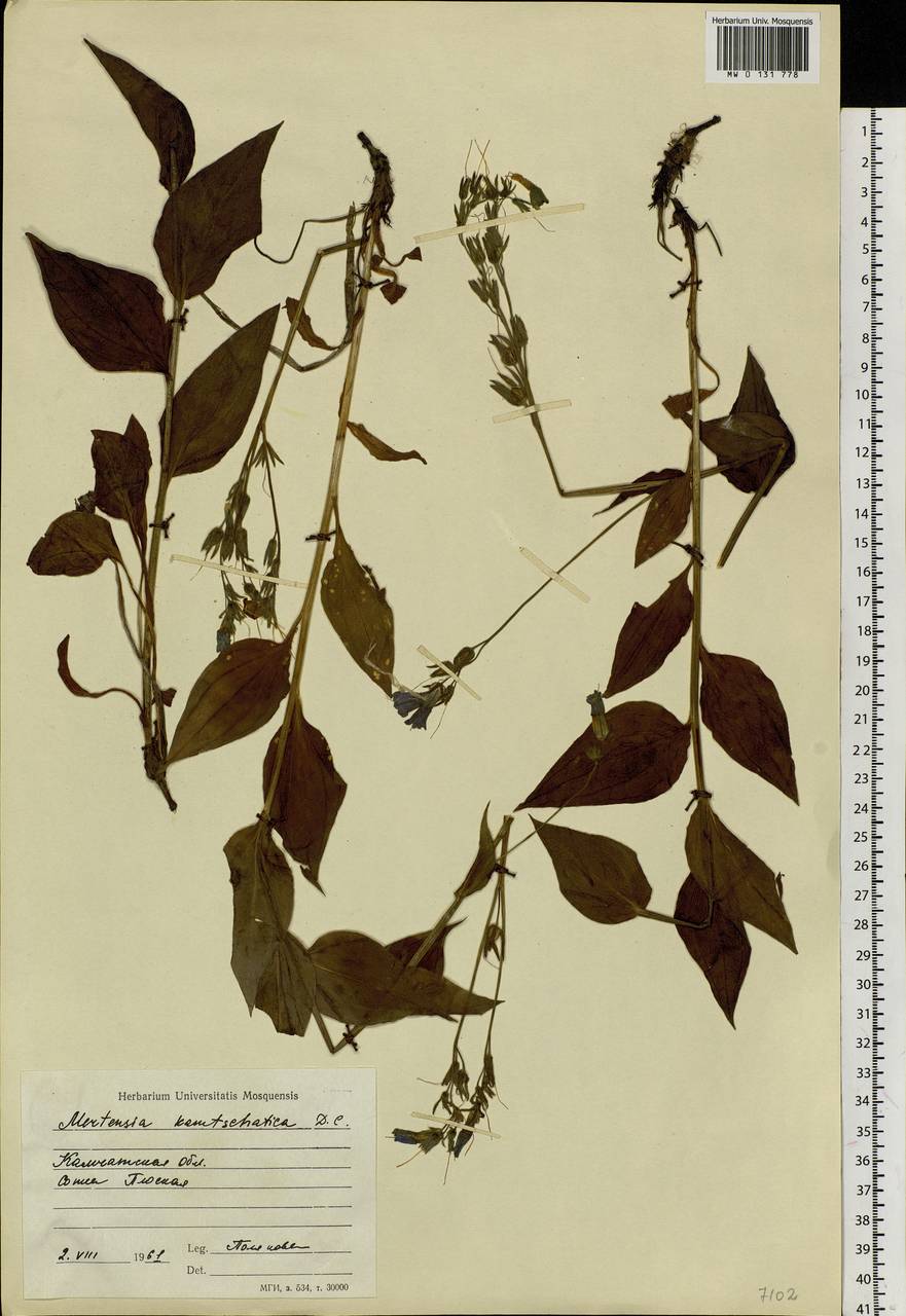 Mertensia kamczatica (Turcz.) DC., Сибирь, Чукотка и Камчатка (S7) (Россия)