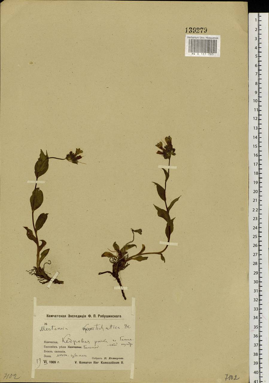 Mertensia kamczatica (Turcz.) DC., Сибирь, Чукотка и Камчатка (S7) (Россия)