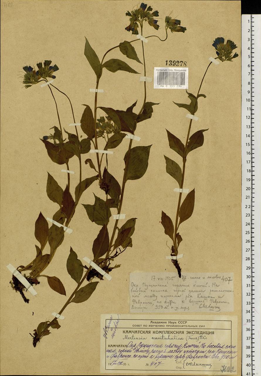 Mertensia kamczatica (Turcz.) DC., Сибирь, Чукотка и Камчатка (S7) (Россия)