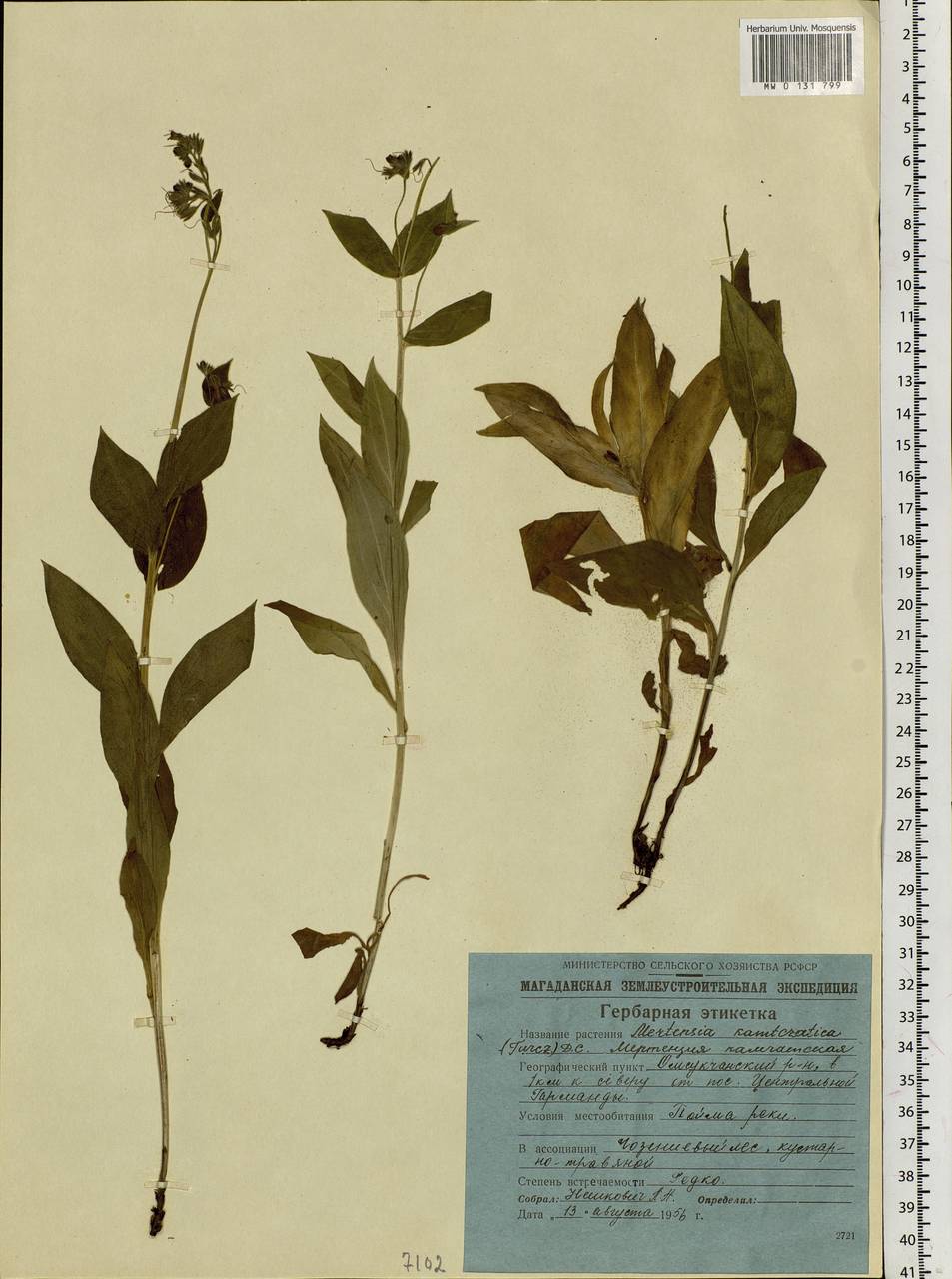 Mertensia kamczatica (Turcz.) DC., Сибирь, Чукотка и Камчатка (S7) (Россия)