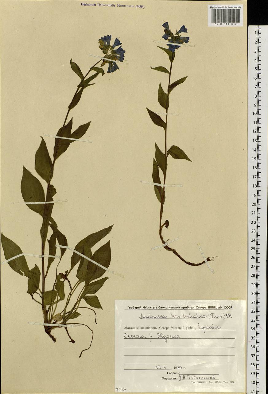 Mertensia kamczatica (Turcz.) DC., Сибирь, Чукотка и Камчатка (S7) (Россия)