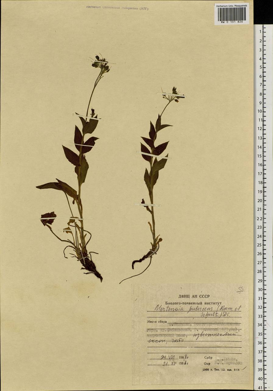 Mertensia kamczatica (Turcz.) DC., Сибирь, Дальний Восток (S6) (Россия)