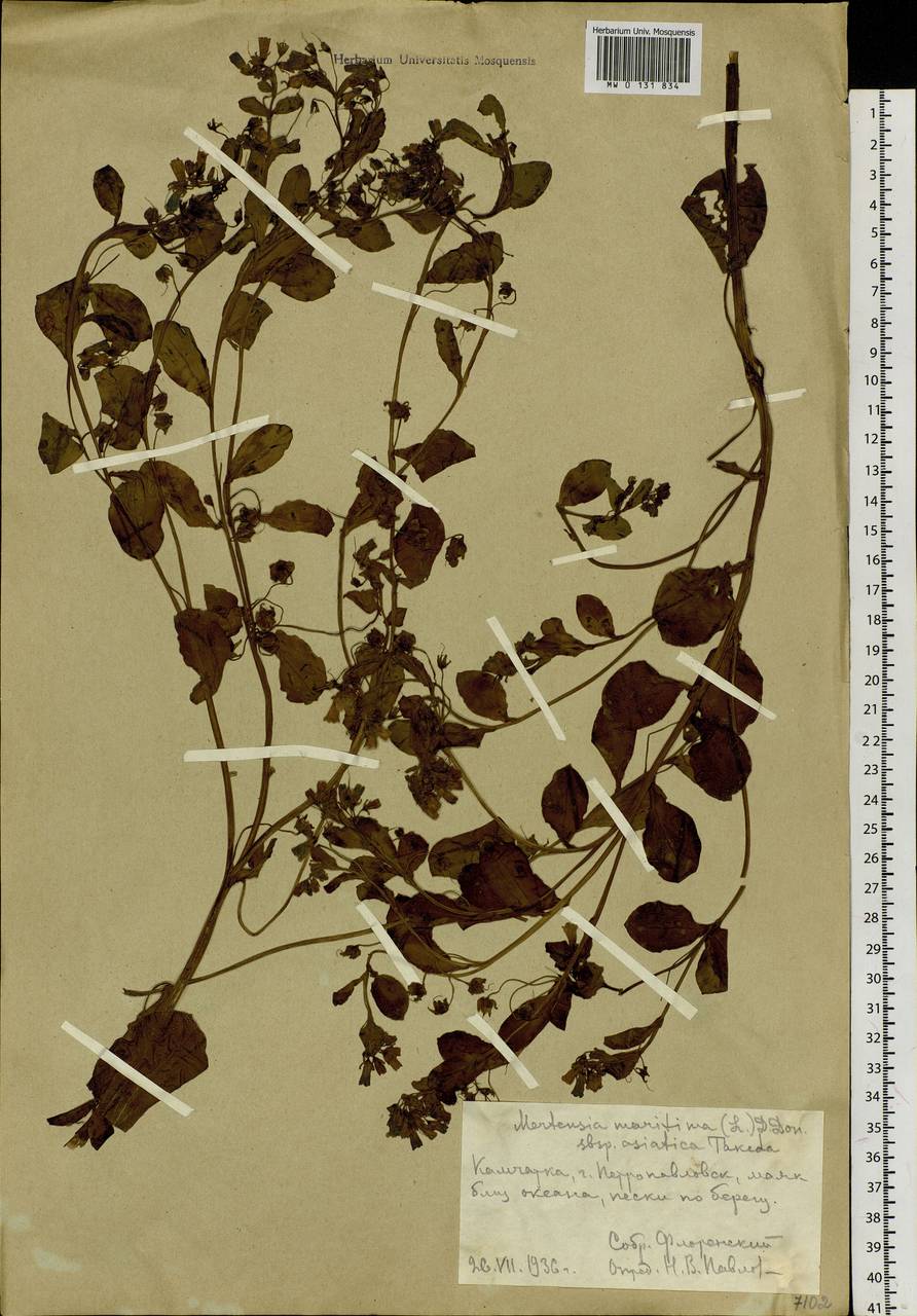Мертензия морская, Мертензия приморская (L.) Gray, Сибирь, Чукотка и Камчатка (S7) (Россия)
