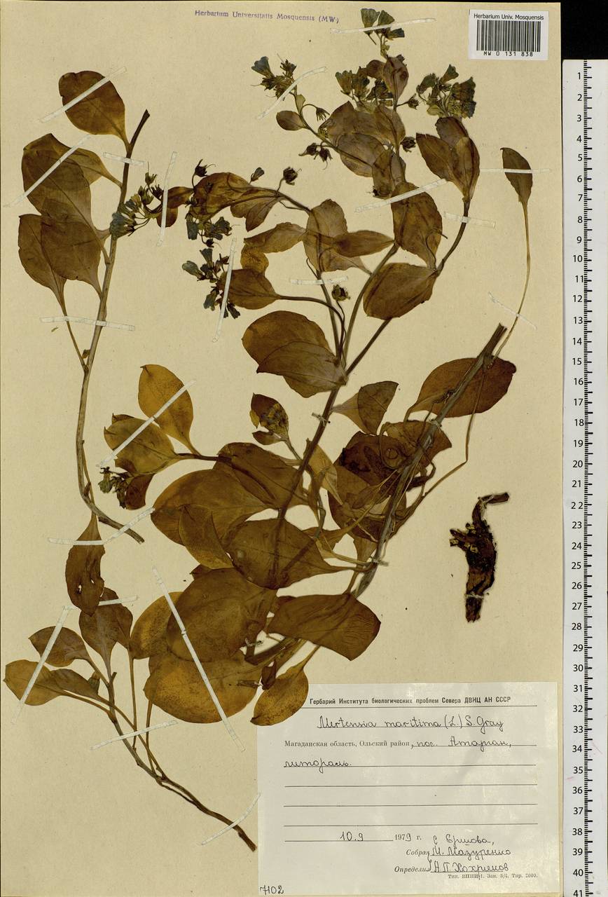 Мертензия морская, Мертензия приморская (L.) Gray, Сибирь, Чукотка и Камчатка (S7) (Россия)