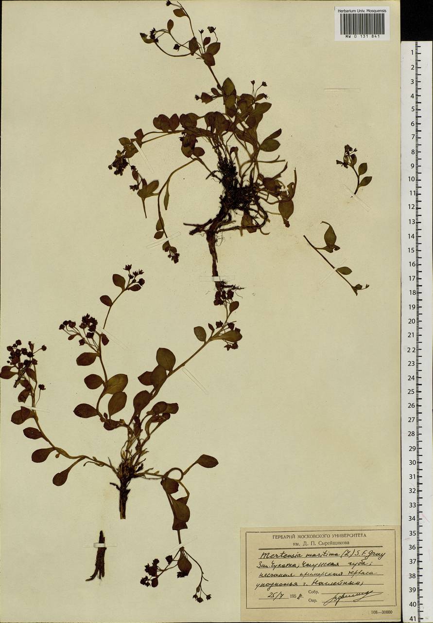 Мертензия морская, Мертензия приморская (L.) Gray, Сибирь, Чукотка и Камчатка (S7) (Россия)