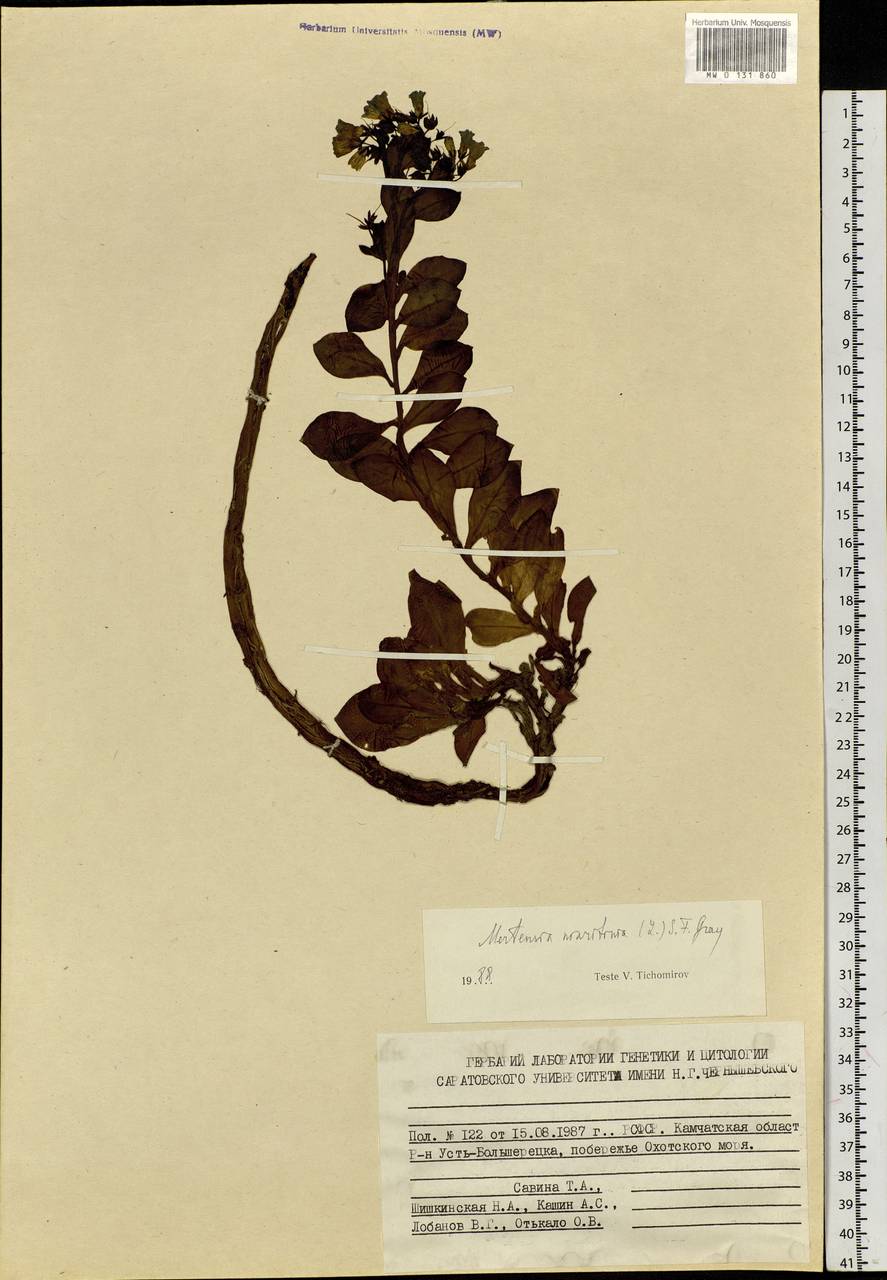 Мертензия морская, Мертензия приморская (L.) Gray, Сибирь, Чукотка и Камчатка (S7) (Россия)