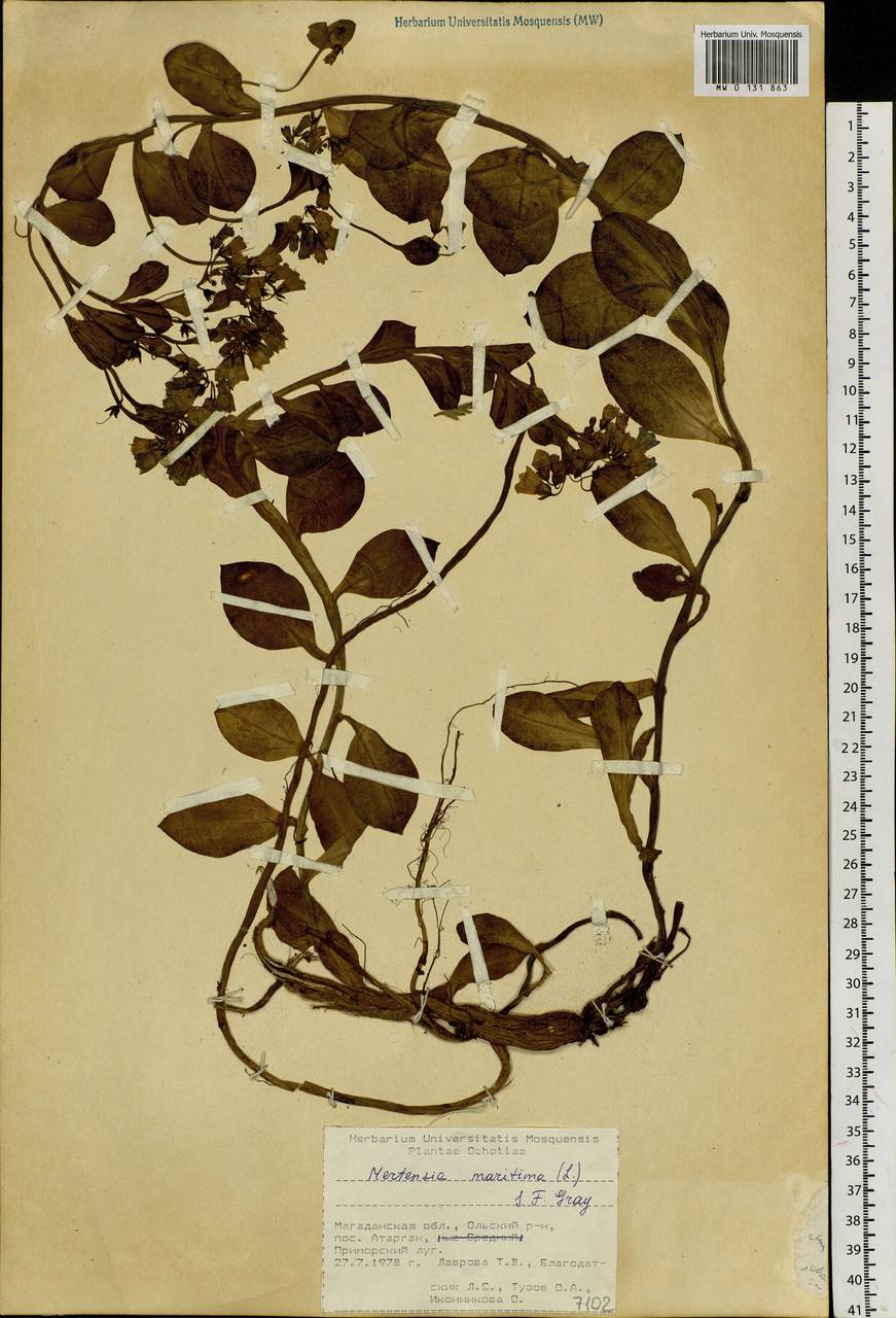 Мертензия морская, Мертензия приморская (L.) Gray, Сибирь, Чукотка и Камчатка (S7) (Россия)