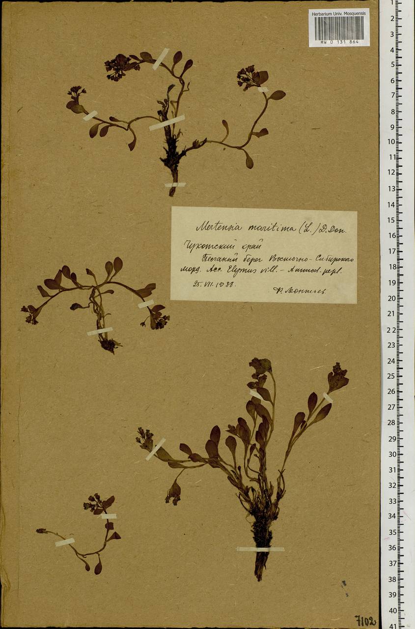 Мертензия морская, Мертензия приморская (L.) Gray, Сибирь, Чукотка и Камчатка (S7) (Россия)