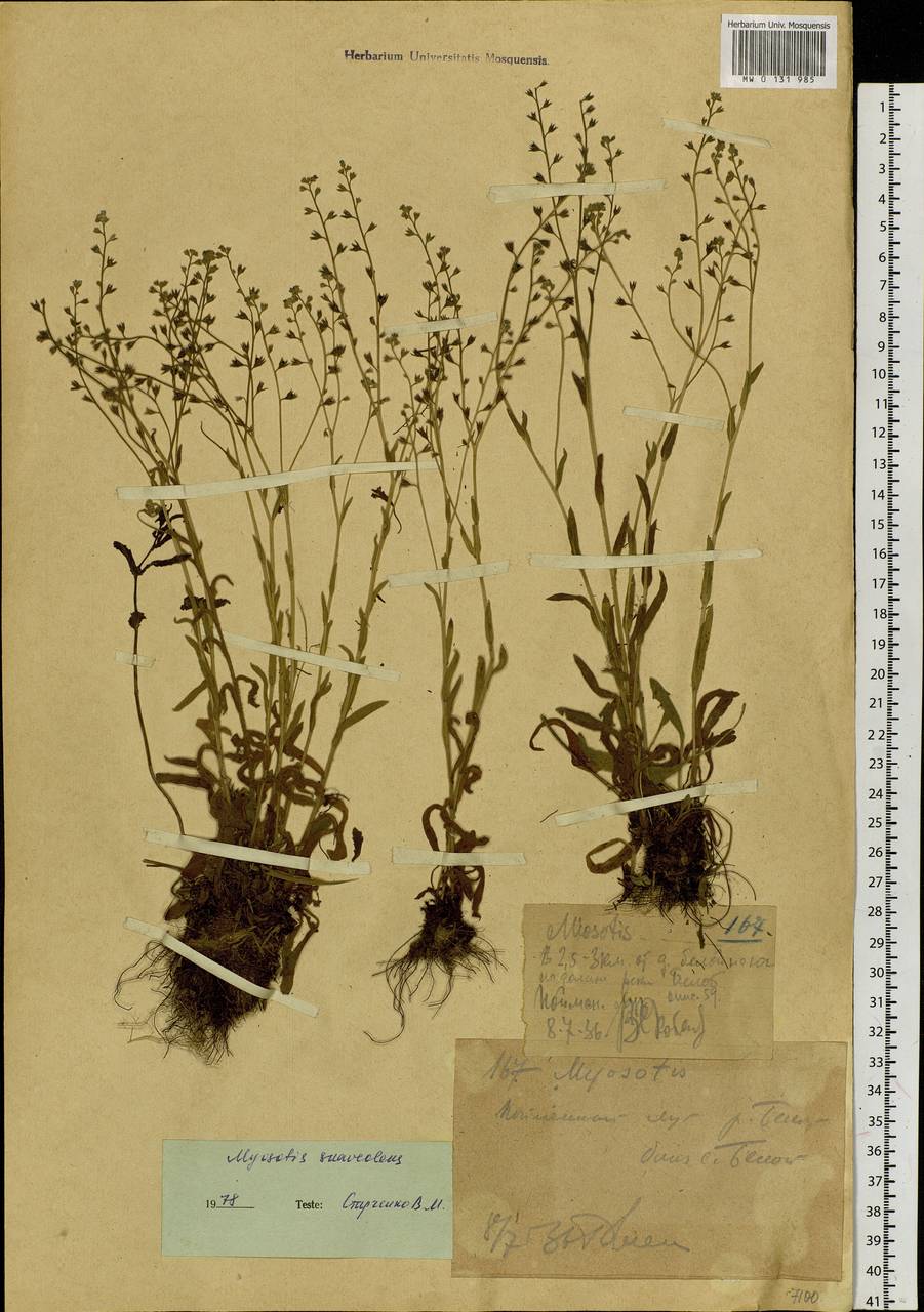 Незабудка альпийская F.W.Schmidt, Сибирь, Западный (Казахстанский) Алтай (S2a) (Казахстан)