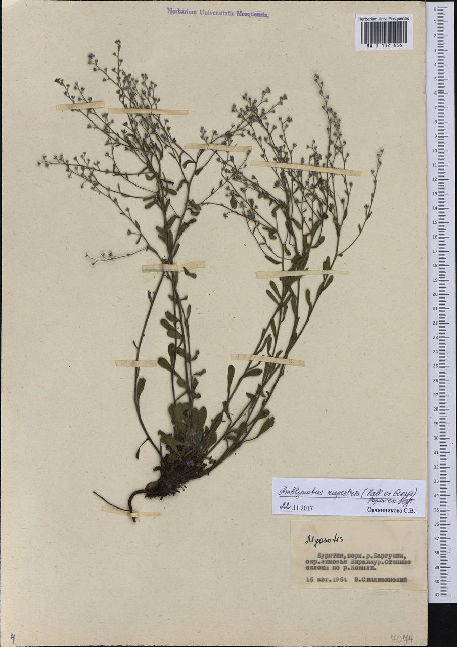Eritrichium rupestre (Pall. ex Georgi) Bunge, Сибирь, Прибайкалье и Забайкалье (S4) (Россия)