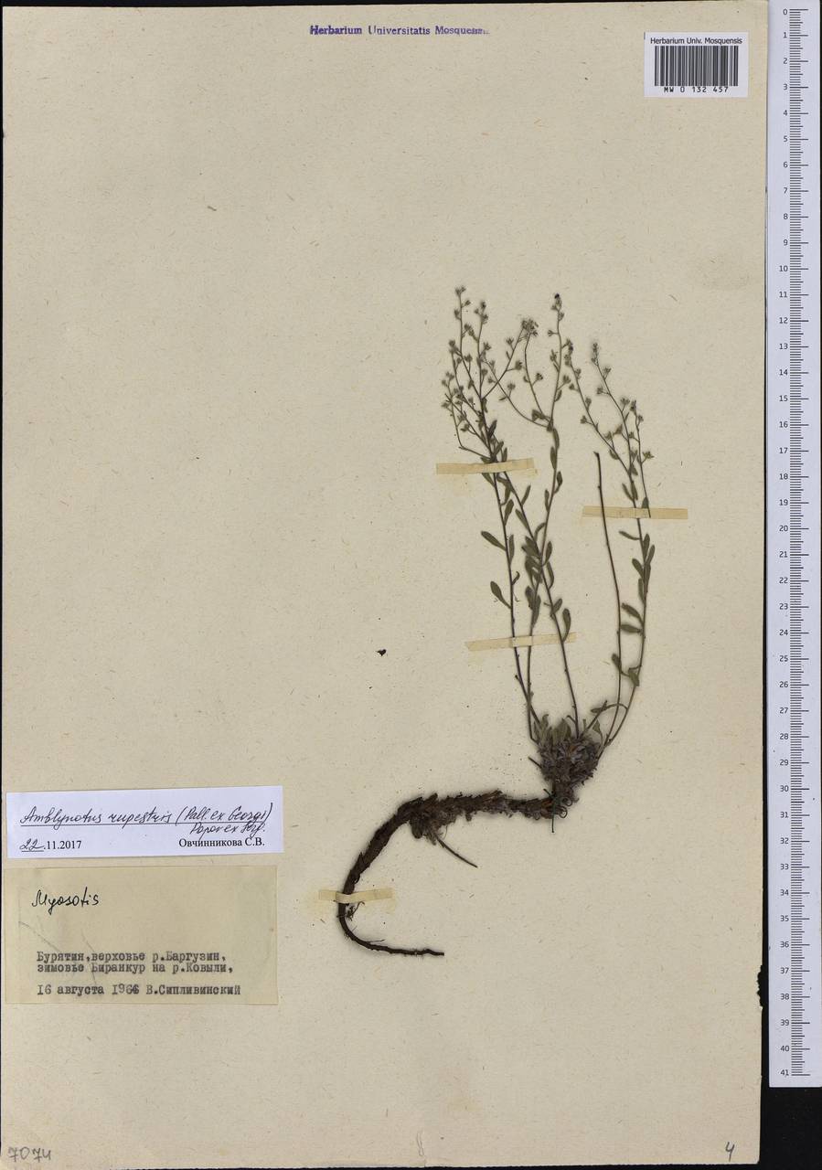 Eritrichium rupestre (Pall. ex Georgi) Bunge, Сибирь, Прибайкалье и Забайкалье (S4) (Россия)