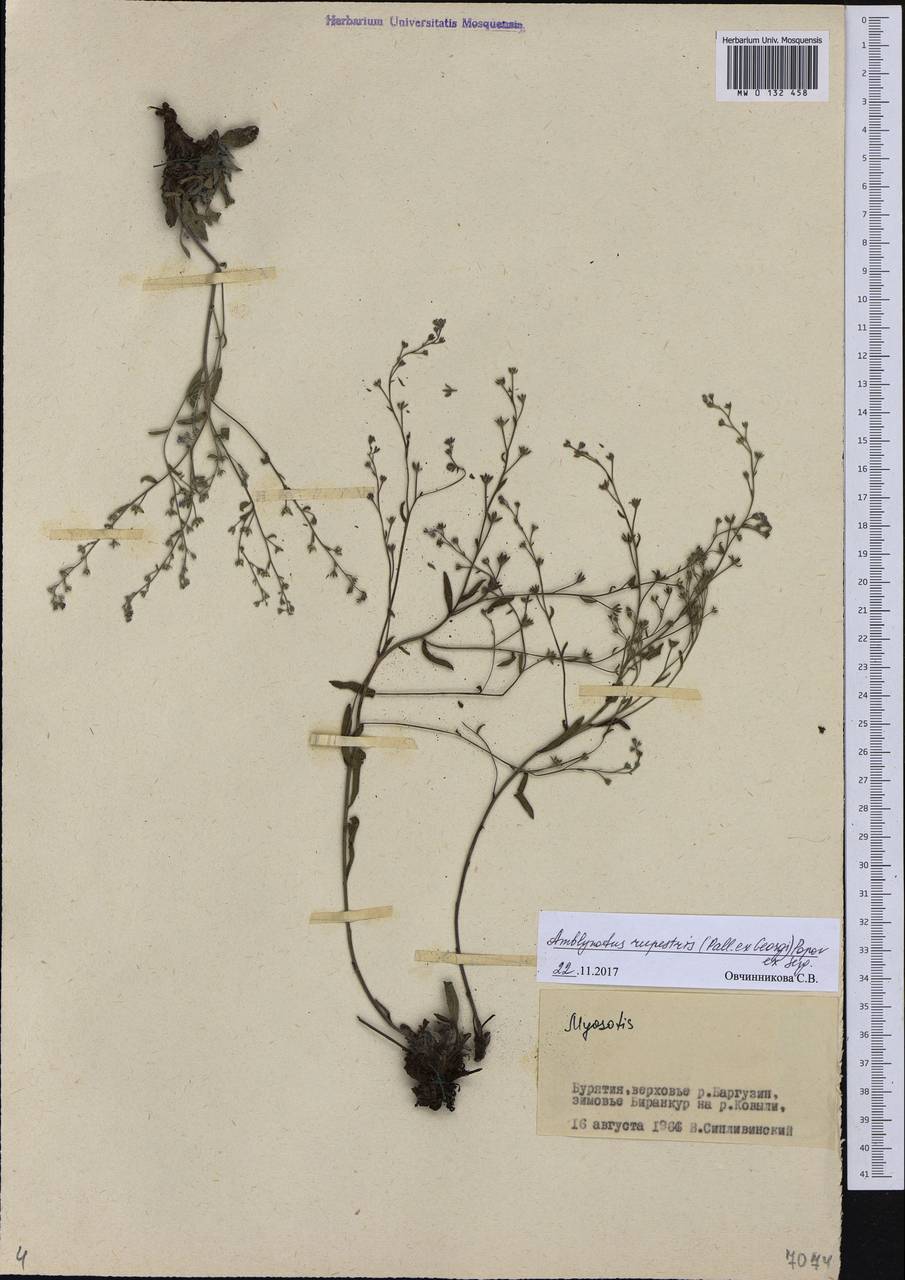 Eritrichium rupestre (Pall. ex Georgi) Bunge, Сибирь, Прибайкалье и Забайкалье (S4) (Россия)