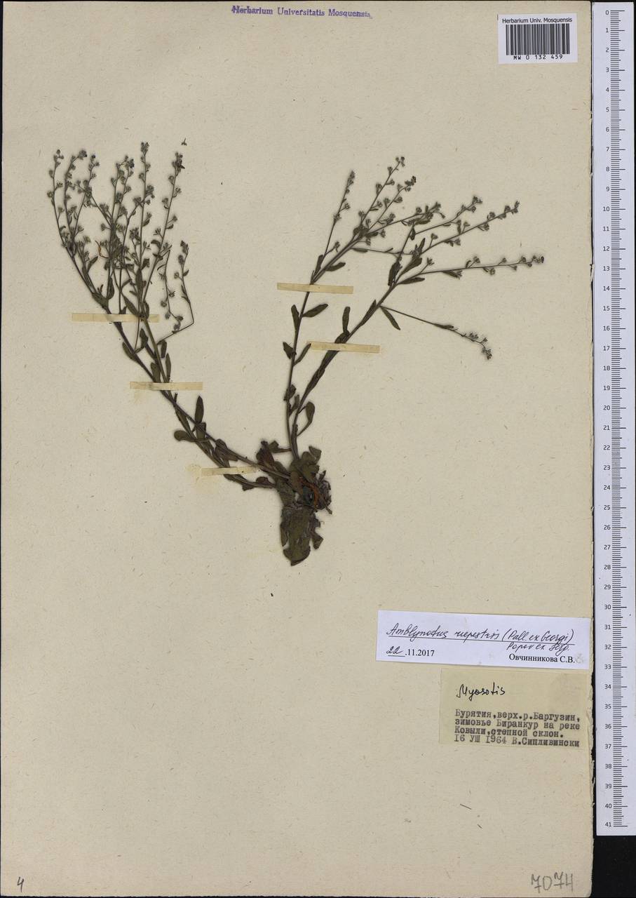 Eritrichium rupestre (Pall. ex Georgi) Bunge, Сибирь, Прибайкалье и Забайкалье (S4) (Россия)