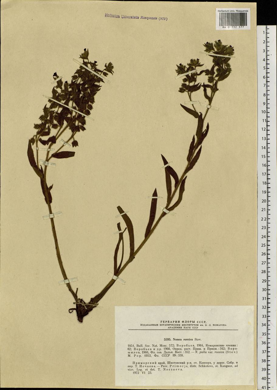 Nonea pulla subsp. pulla, Сибирь, Дальний Восток (S6) (Россия)