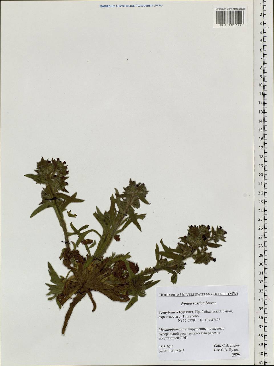 Nonea pulla subsp. pulla, Сибирь, Прибайкалье и Забайкалье (S4) (Россия)