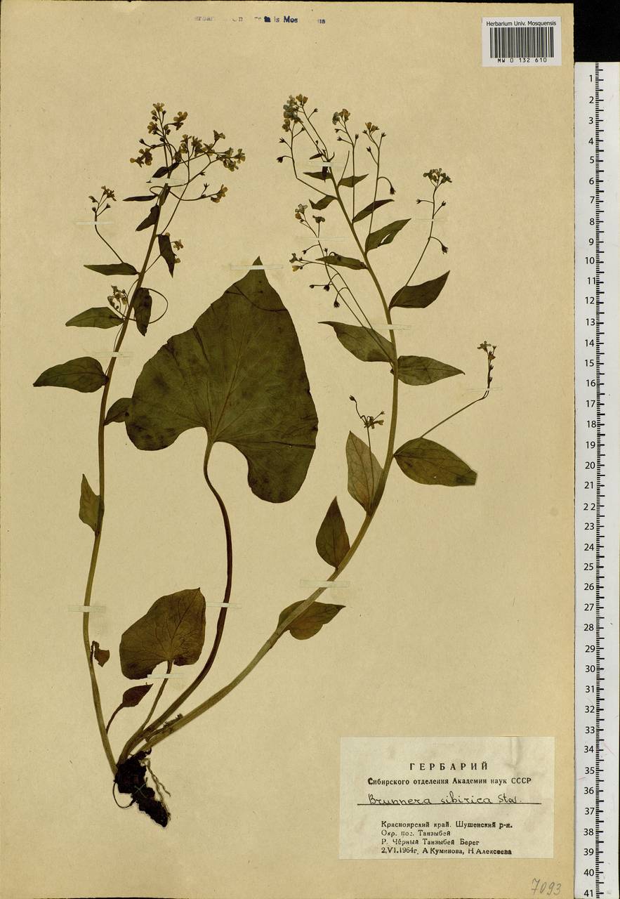 Бруннера сибирская Stev., Сибирь, Алтай и Саяны (S2) (Россия)