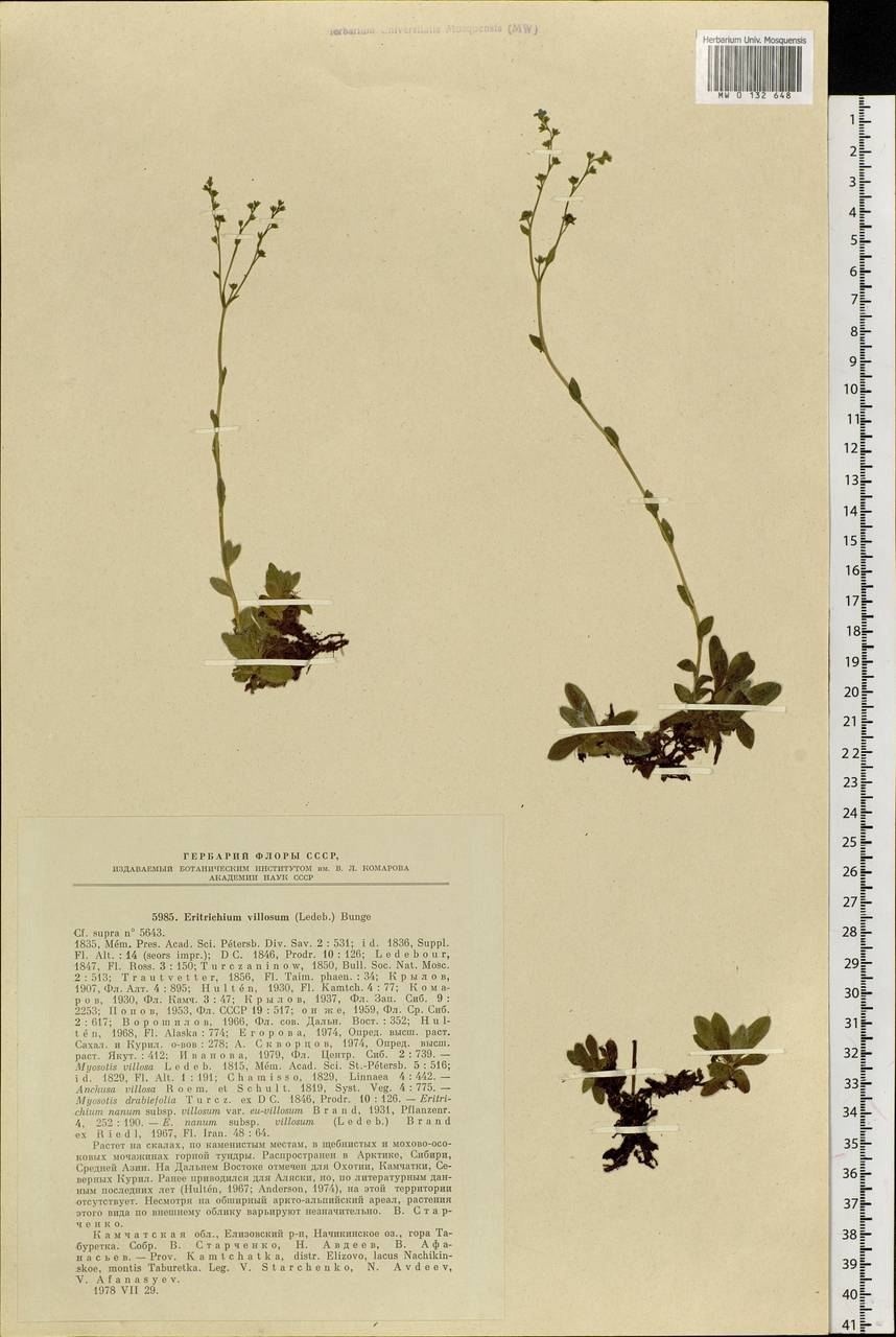 Незабудочник мохнатый (Ledeb.) Bunge, Сибирь, Чукотка и Камчатка (S7) (Россия)