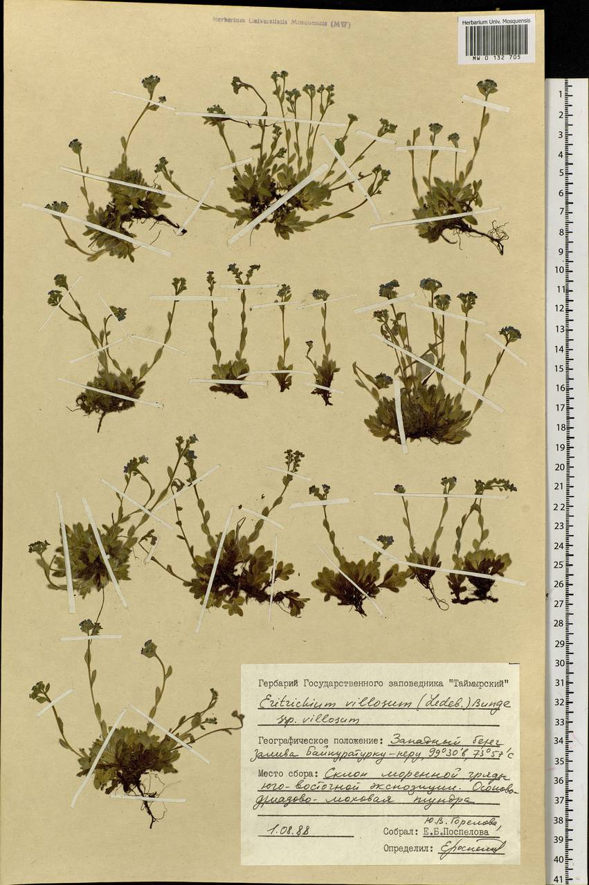 Незабудочник мохнатый (Ledeb.) Bunge, Сибирь, Центральная Сибирь (S3) (Россия)