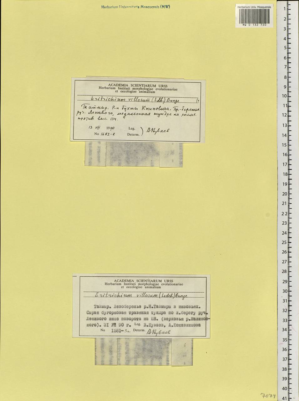 Незабудочник мохнатый (Ledeb.) Bunge, Сибирь, Центральная Сибирь (S3) (Россия)