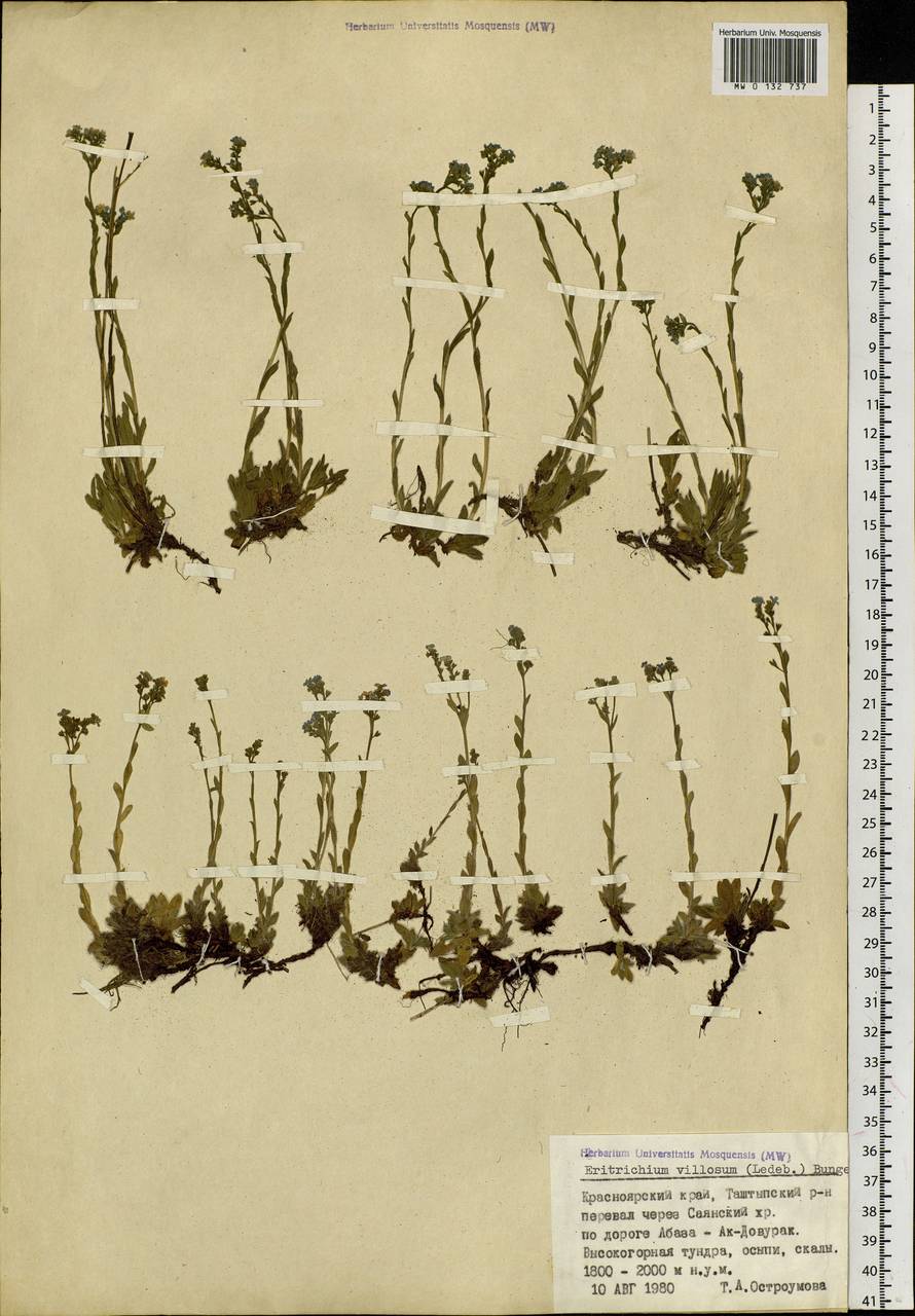 Незабудочник мохнатый (Ledeb.) Bunge, Сибирь, Алтай и Саяны (S2) (Россия)