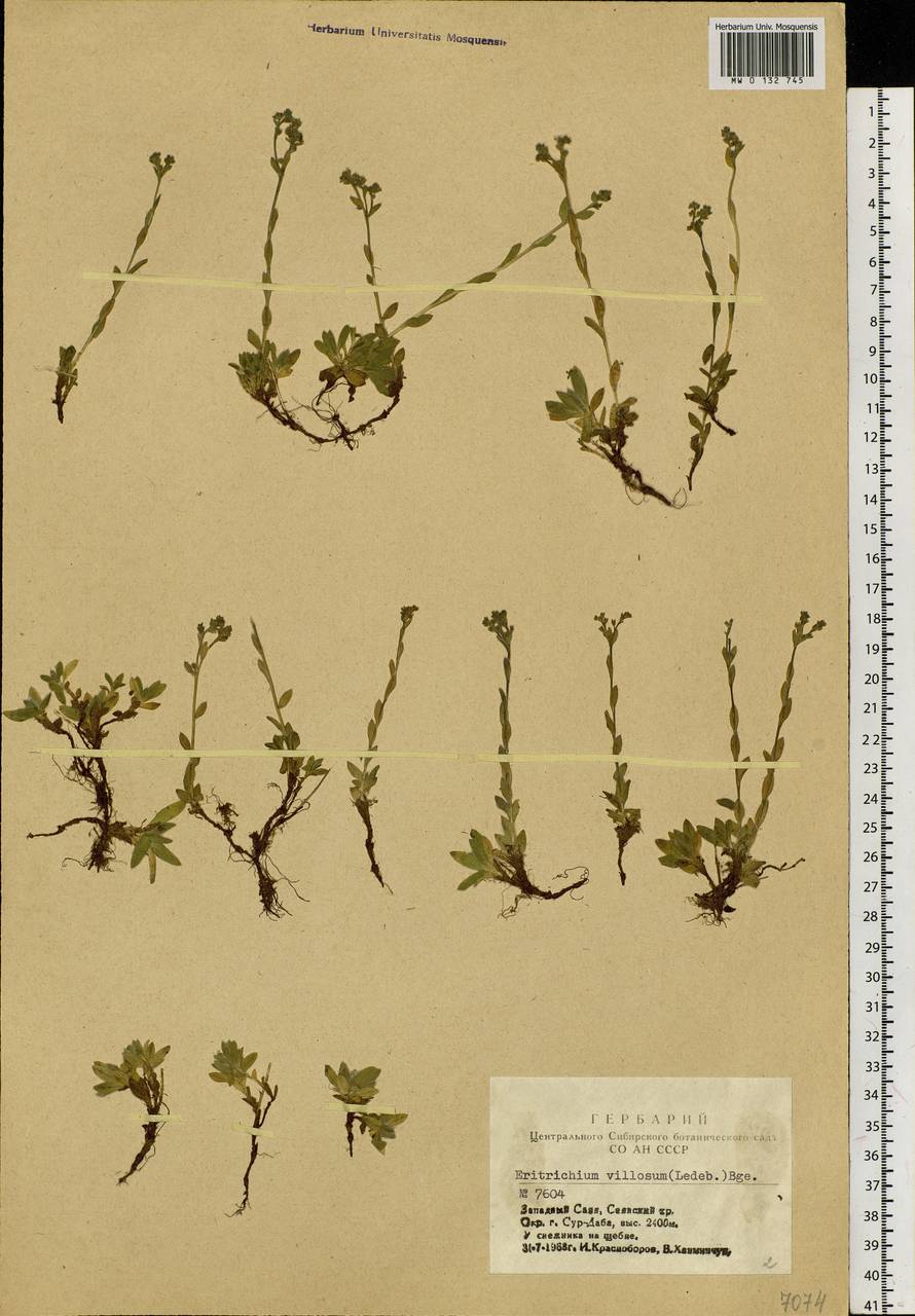 Незабудочник мохнатый (Ledeb.) Bunge, Сибирь, Алтай и Саяны (S2) (Россия)